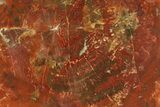 Vibrant Red Petrified Wood (Araucarioxylon) End Cut - Arizona #307989-1